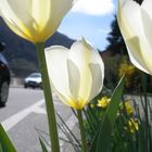 tulipani di strada