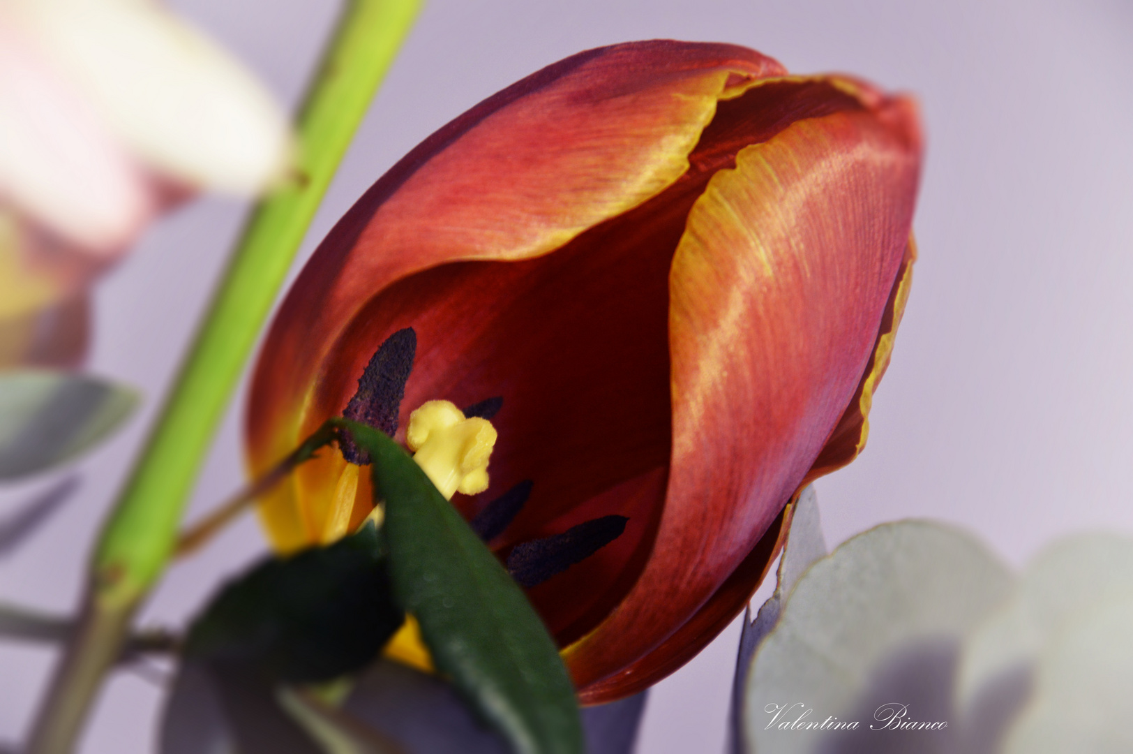 tulipani d'inverno