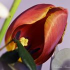 tulipani d'inverno