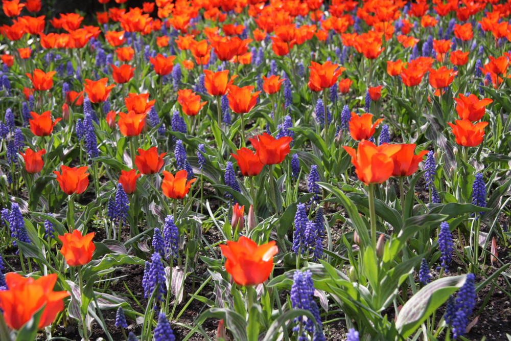 Tulipani e Lavanda