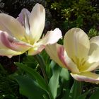 tulipani