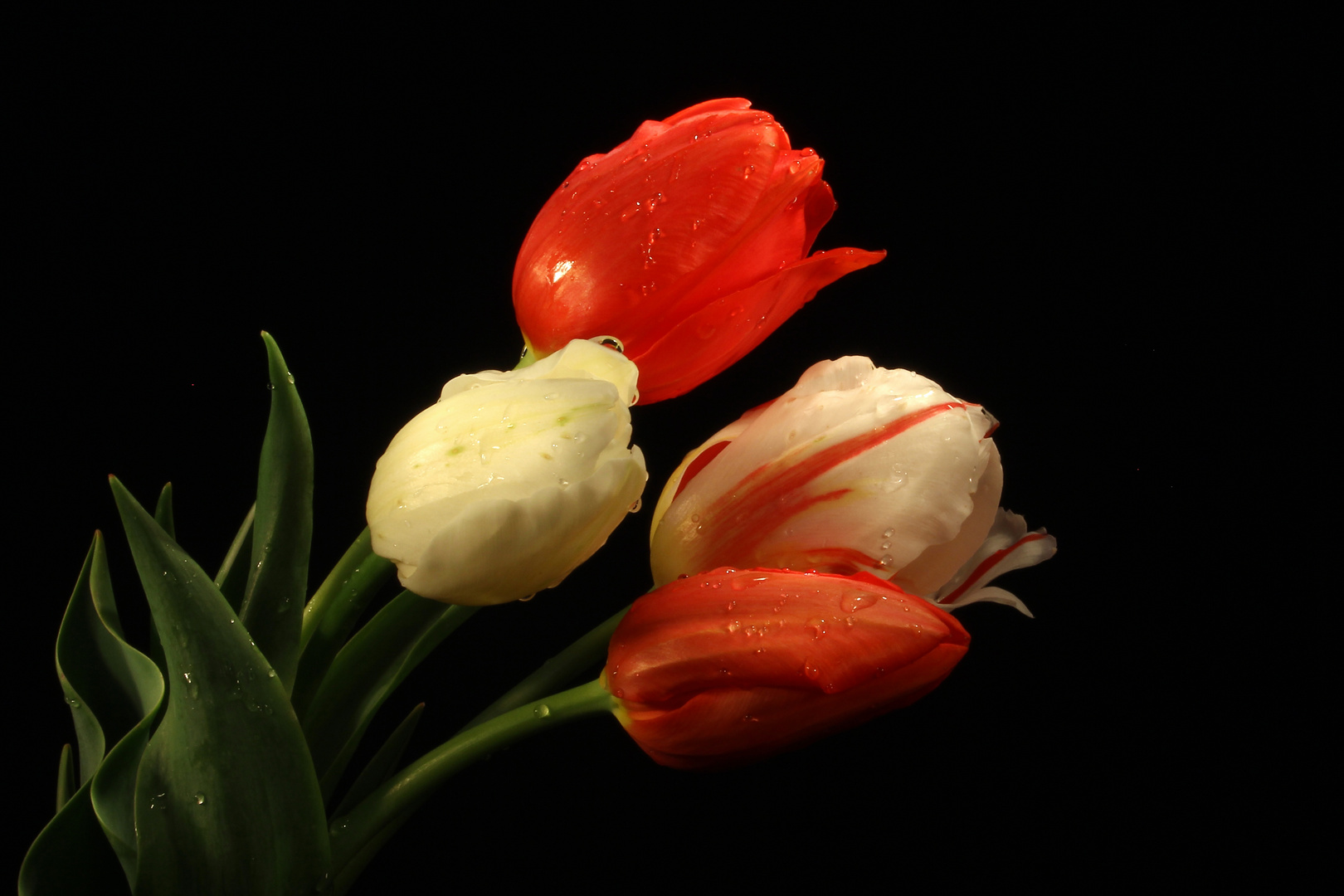 Tulipani