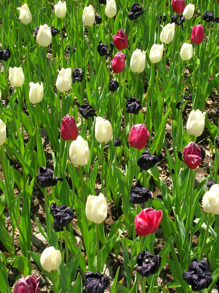 tulipani