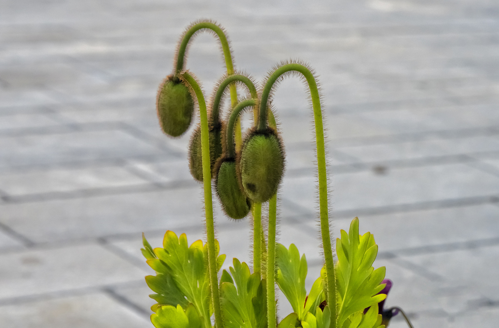 Tulipani (fioriranno)