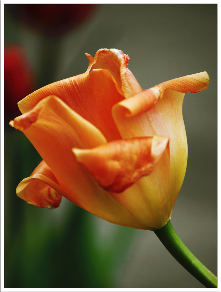 Tulipani I