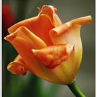 Tulipani I