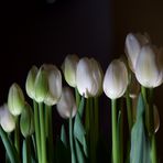 .......tulipani immacolati......