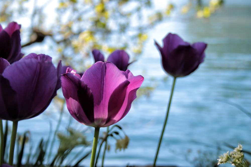 Tulipani in controluce