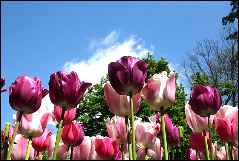 Tulipani in controluce