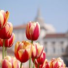 tulipani in piazza castello