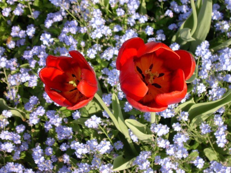 Tulipani (parco di sigurta)