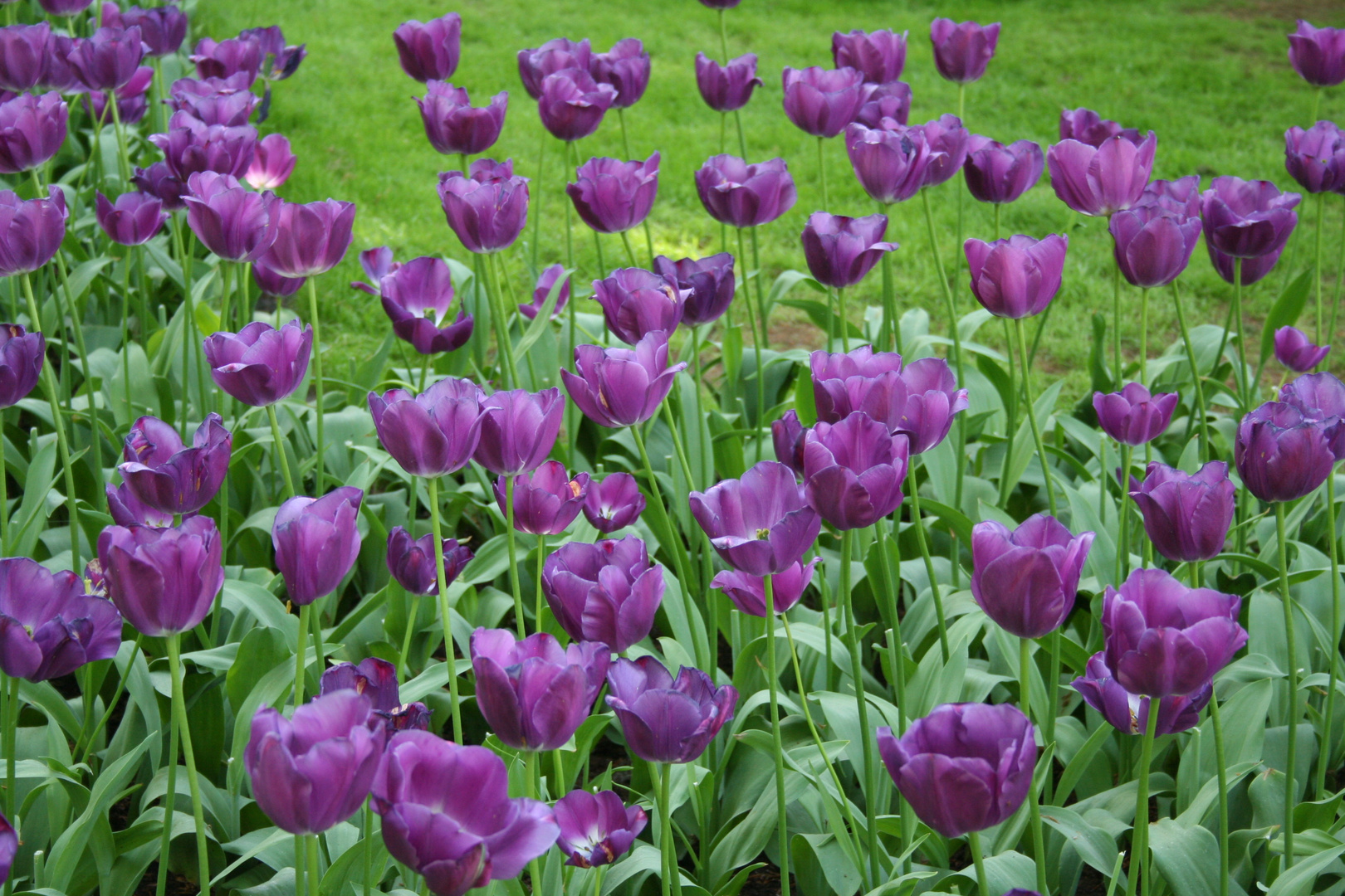 Tulipani parco keukenhof