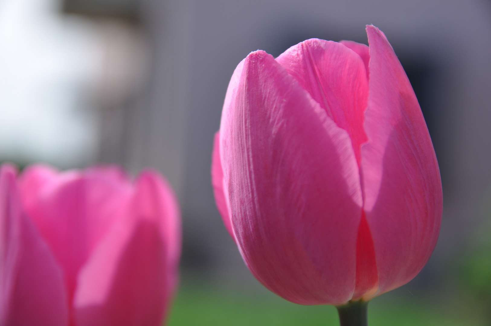 tulipani rosa al sole di mezzogiorono