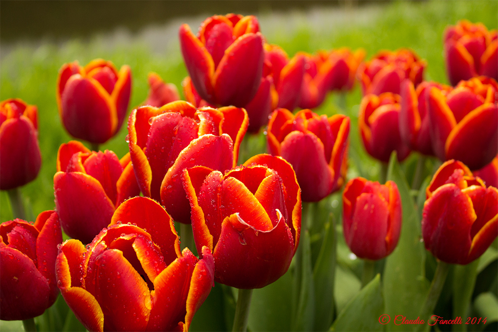 Tulipani Rossi