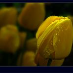 Tulipani sotto la pioggia