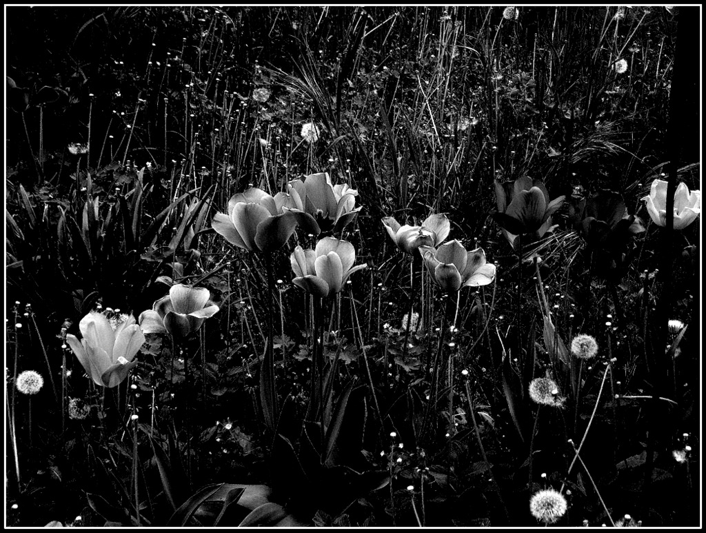 tulipani..in bianco e nero......