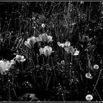 tulipani..in bianco e nero......