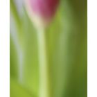 tulipano