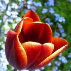 tulipano 2