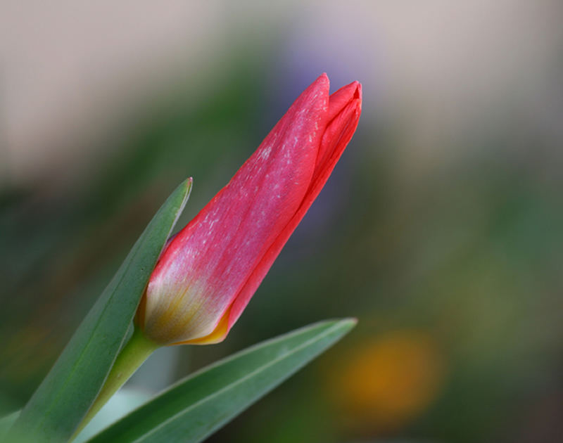 Tulipano