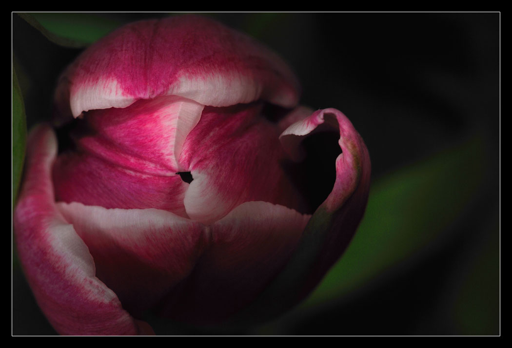 tulipano arlecchino