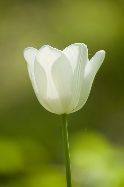 Tulipano Bianco