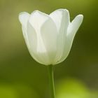 Tulipano Bianco