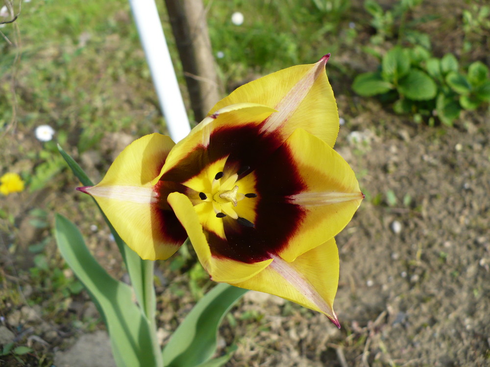 tulipano