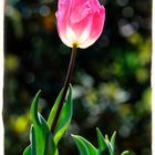 Tulipano controluce