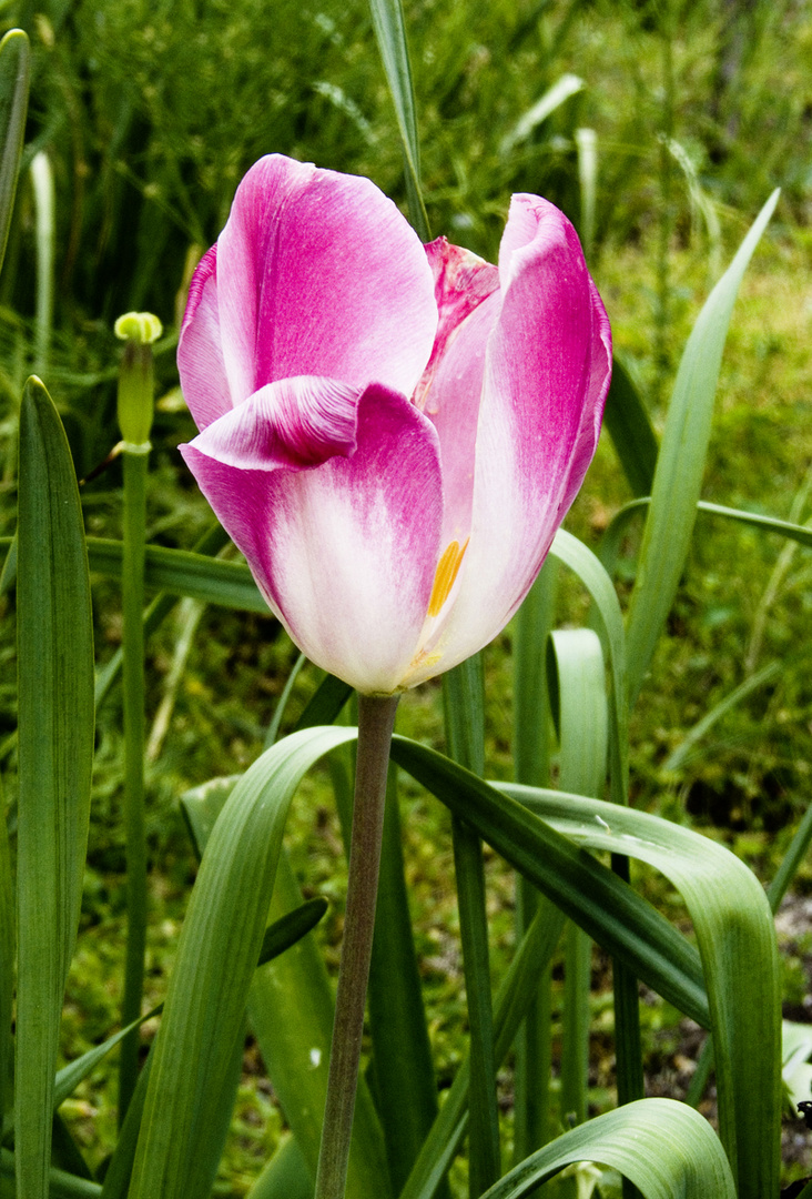 Tulipano di montagna