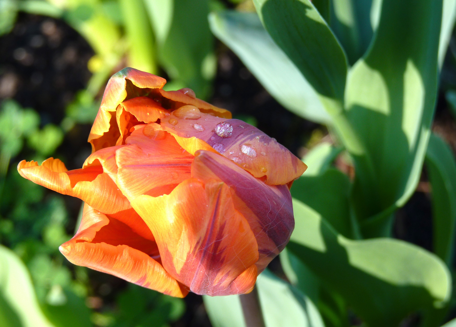 Tulipano dopo la pioggia