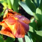 Tulipano dopo la pioggia