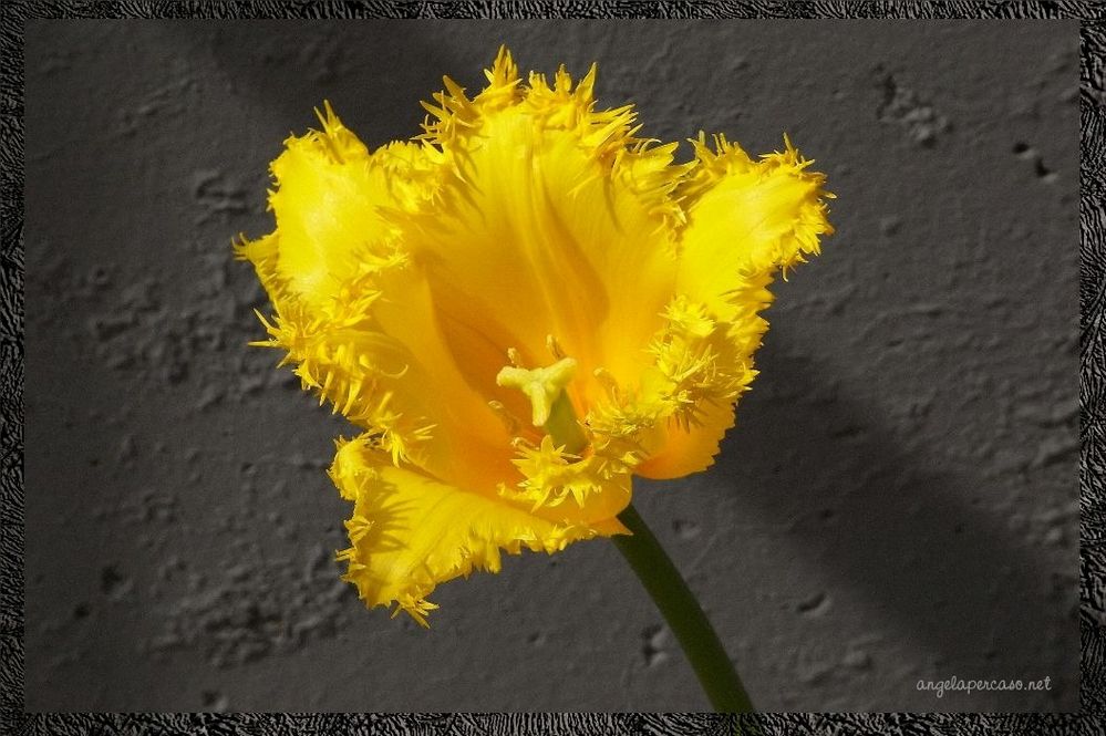 tulipano giallo