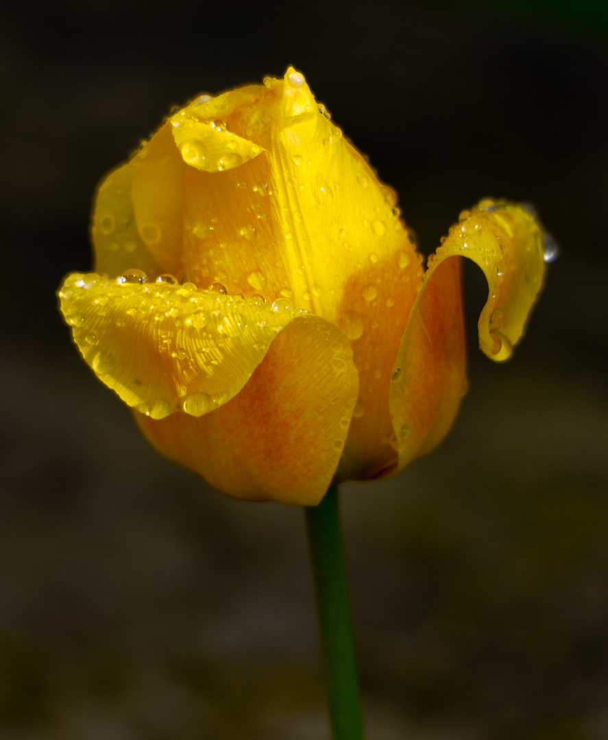 Tulipano Giallo