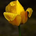 Tulipano Giallo