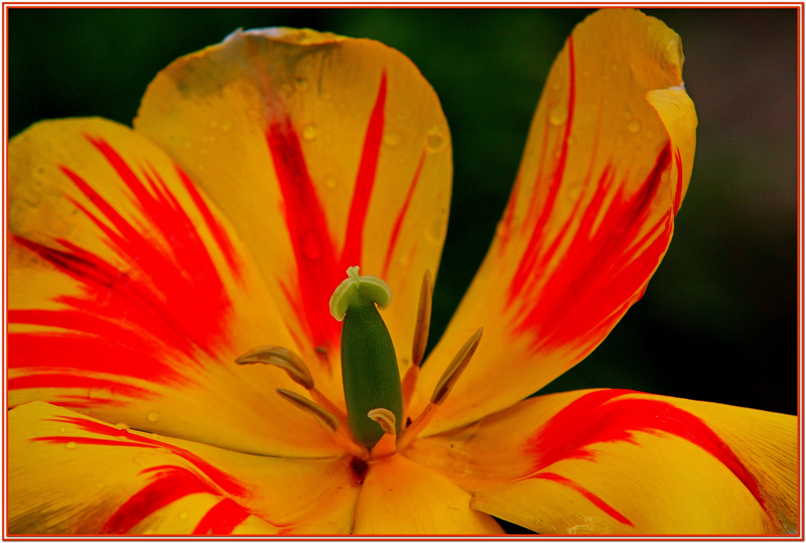 Tulipano giallo.