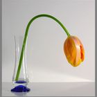 tulipano in vaso