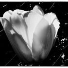 Tulipano monocromatico