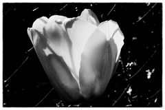 Tulipano monocromatico