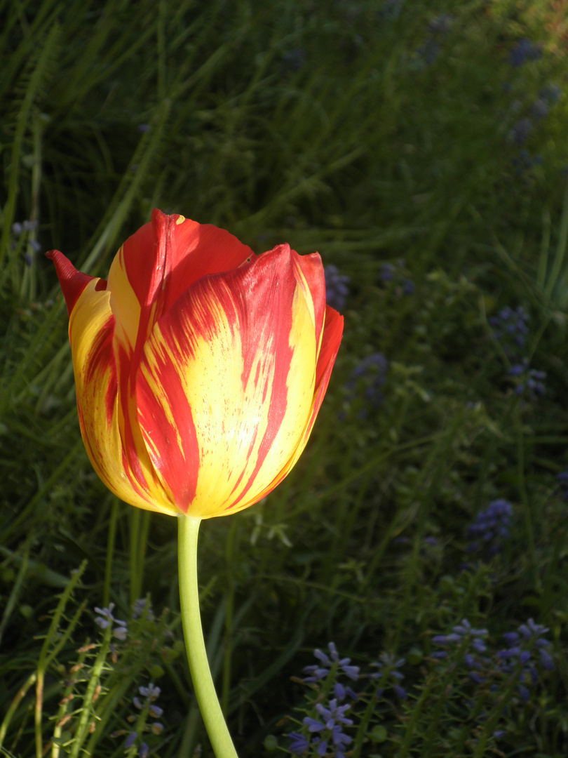 Tulipano nel giardino di mia madre