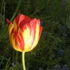 Tulipano nel giardino di mia madre