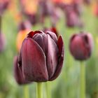 tulipano nero