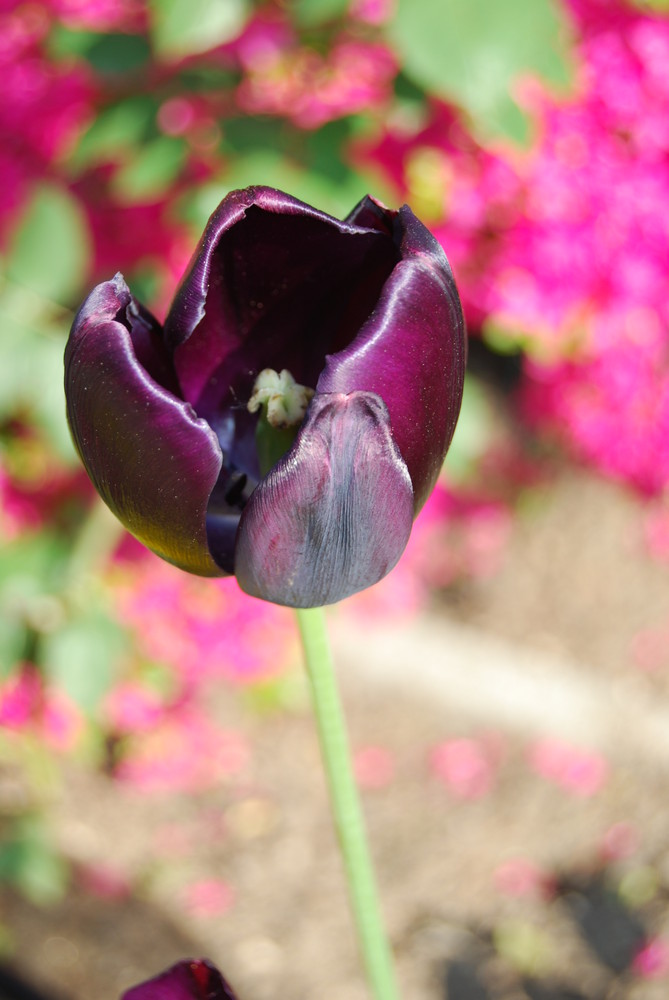 tulipano nero