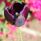 tulipano nero