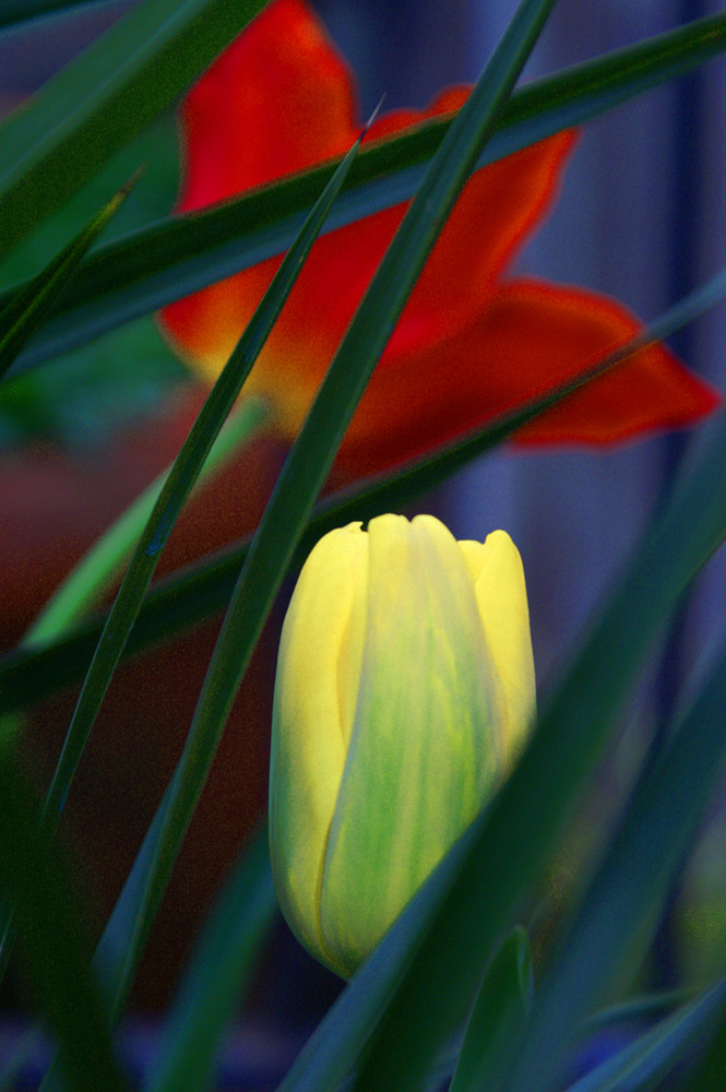 Tulipano Olandese