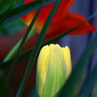 Tulipano Olandese