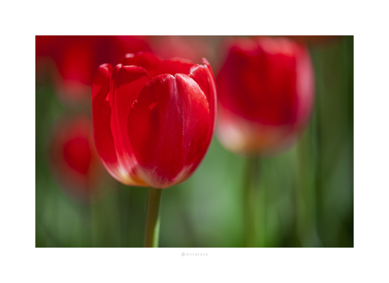 Tulipano rosso 2