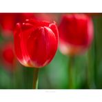 Tulipano rosso 2