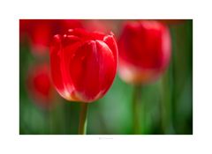 Tulipano rosso 2