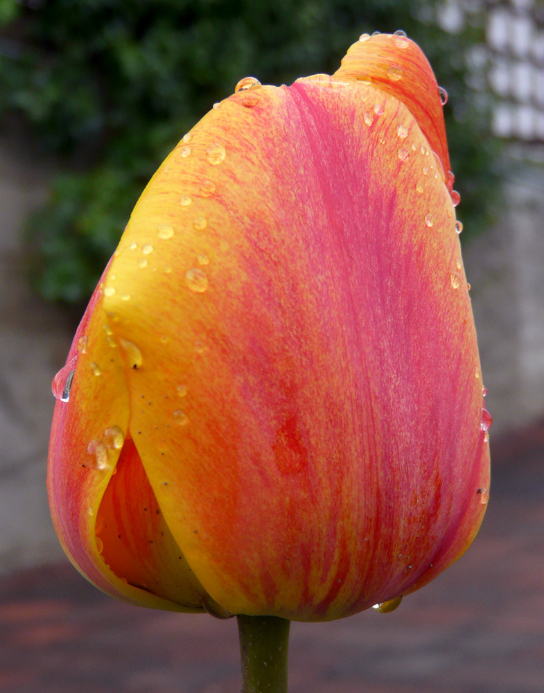Tulipano1